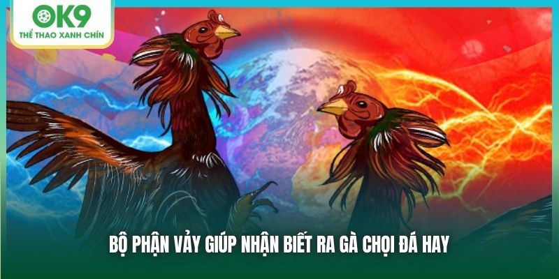 Bộ phận vảy giúp nhận biết ra gà chọi đá hay