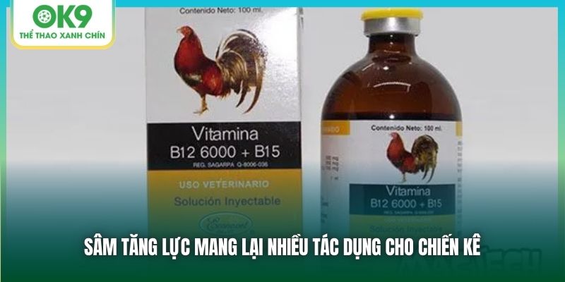 Sâm tăng lực mang lại nhiều tác dụng cho chiến kê